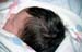 Madison 10-hrs old017